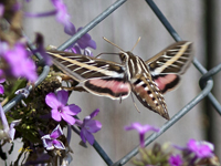 White Lined Sphinx Moth 2902